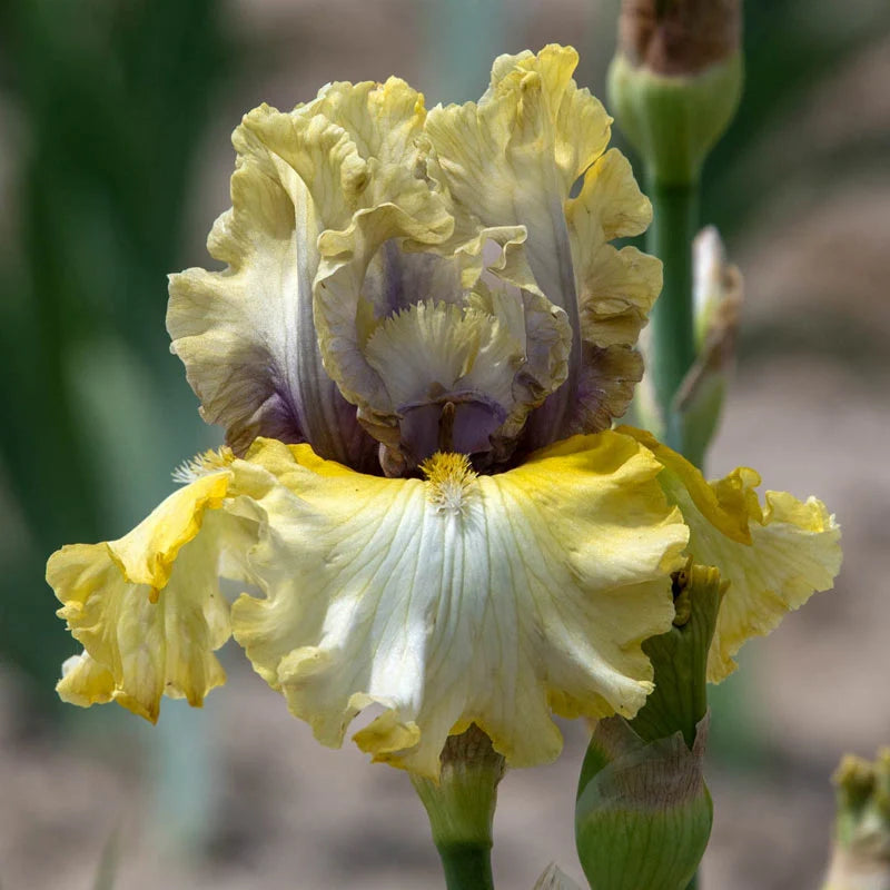 Monsoon Moon Bearded Iris Seeds